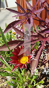 支付宝备用金逾期多久会逾期 支付宝备用金逾期几天没事吧