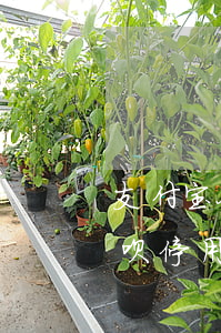 支付宝备用金逾期花呗被禁用(备用金逾期花呗停用,备用金还能用吗?)