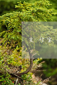 支付宝如何查法院起诉