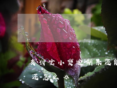 支付宝小贷逾期未还能消除吗(支付宝逾期没还怎么办)