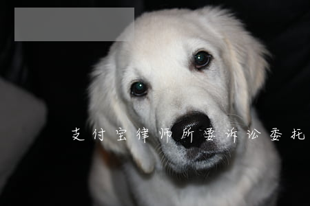 支付宝律师所要诉讼（委托律师起诉支付宝）