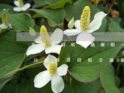 支付宝招联金融逾期一年还了征信会黑吗（支付宝网贷招联金融逾期没还）