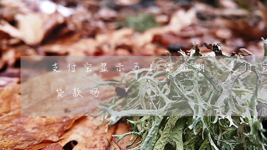 支付宝显示马上贷逾期-支付宝逾期中可以贷款吗