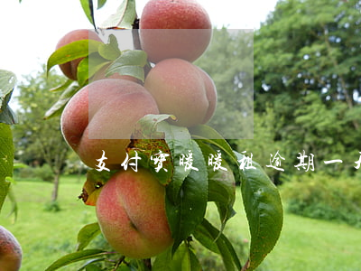 支付宝暖暖租逾期一天