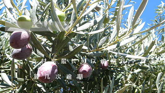 支付宝最长可以逾期几个月（支付宝逾期3年算几次逾期）