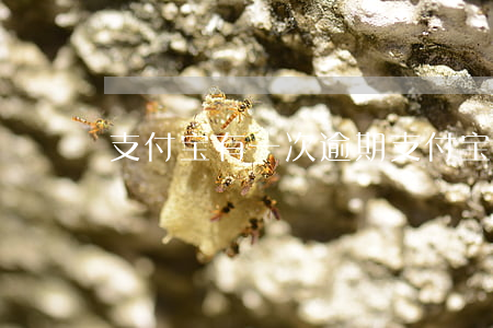 支付宝有一次逾期（支付宝逾期一个后还）
