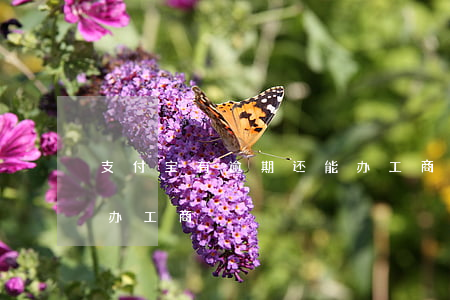 支付宝有逾期还能办工商（支付宝有逾期还能办工商）