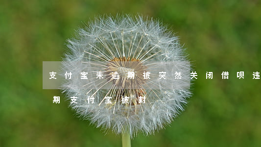 支付宝未逾期被突然关闭借呗违法吗（借呗逾期支付宝被封）