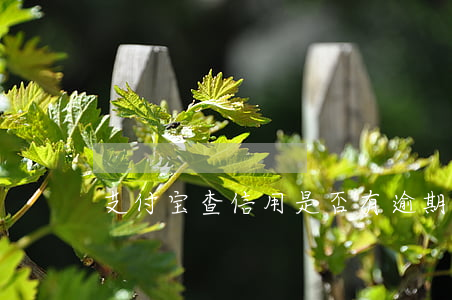 支付宝查信用是否有逾期(支付宝逾期如何查)