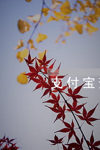 支付宝查询逾期记录(如何查询支付宝逾期)