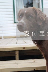 支付宝欠了花呗借呗可以注销吗-