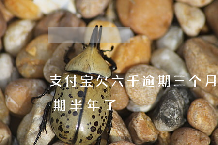 支付宝欠六千逾期三个月(支付宝欠三万多,逾期半年了)
