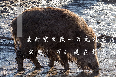 支付宝欠款一万元打电话说起诉我-支付宝欠款1万5,现在打电话过来说要起诉