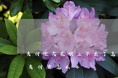支付宝欠花呗上不去了怎么还(花呗欠钱不还支付宝怎么办)