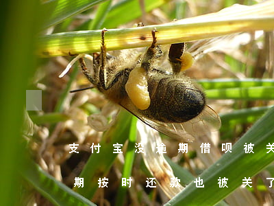 支付宝没逾期借呗被关了(为什么借呗没有逾期按时还款也被关了)