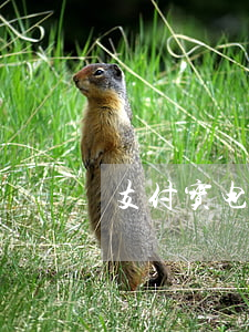支付宝电费逾期扣钱(支付宝电费扣费记录)