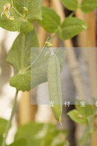 支付宝的来分期不能还款了怎么办