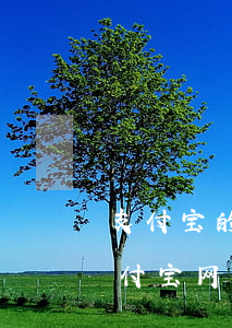 支付宝的网商贷逾期的利息怎么那么高-支付宝网商贷逾期会上征信吗