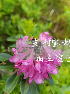 支付宝相互宝逾期支付不了(支付功能关闭了相互宝逾期了)