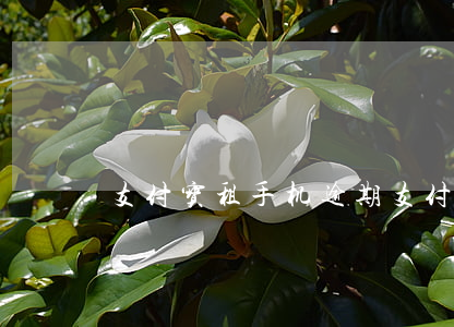 支付宝租手机逾期（支付宝灯租逾期了）