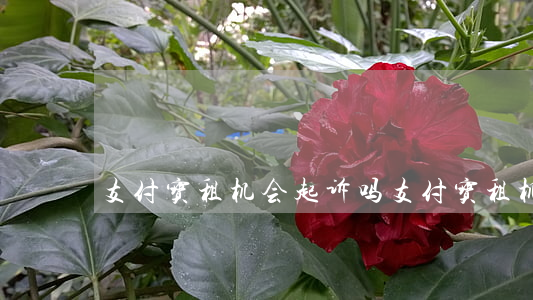支付宝租机会起诉吗 支付宝租机划得来吗