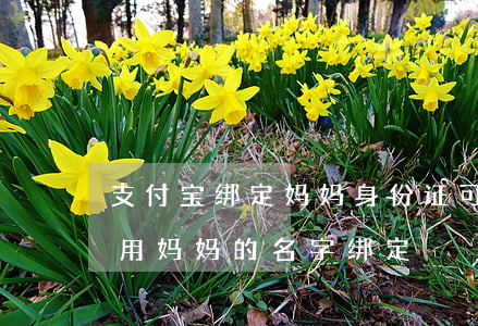 支付宝绑定妈妈身份证可以起诉吗-支付宝用妈妈的名字绑定