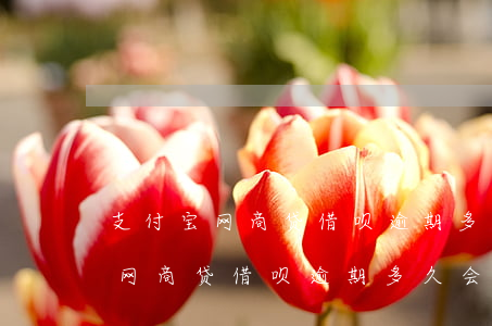 支付宝网商贷借呗逾期多久会坐牢-支付宝网商贷借呗逾期多久会坐牢呢