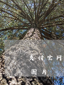 支付宝网商贷欠5万照片(支付宝网商贷还款图片)