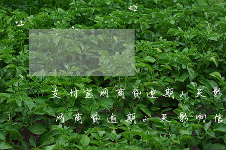 支付宝网商贷逾期2天影响信用吗-支付宝网商贷逾期2天影响信用吗怎么办