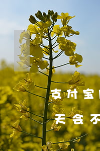 支付宝网商贷逾期一天(支付宝网商贷逾期一天会不会影响征信)