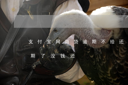 支付宝网商贷逾期不给还款(支付宝网商贷逾期了没钱还)
