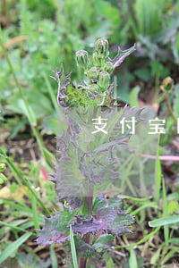支付宝网商贷逾期协商话术