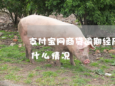 支付宝网商贷逾期经历(支付宝网商贷失败是什么情况)