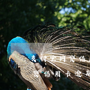 支付宝网贷信用卡逾期能坐飞机吗 支付宝网贷信用卡逾期能坐飞机吗