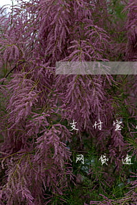 支付宝网贷逾期收到律师函怎么办-支付宝网贷逾期收到律师函怎么办理