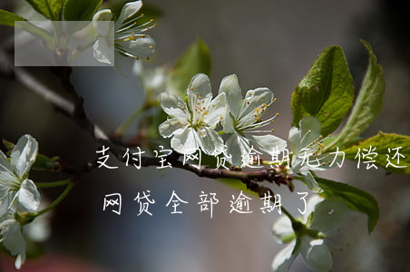 支付宝网贷逾期无力偿还最坏结果-支付宝网贷全部逾期了
