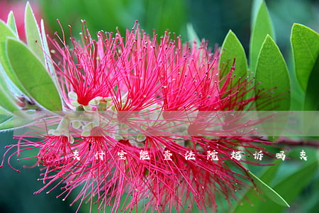 支付宝能查法院起诉吗(支付宝怎么查询起诉)