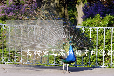 支付宝芝麻信用守约逾期