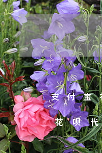 支付宝花呗代还款可以用花呗还吗-支付宝花呗代还款可以用花呗还吗安全吗