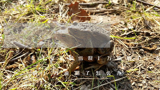 支付宝花呗借呗1万逾期了-支付宝花呗借呗1万逾期了怎么办