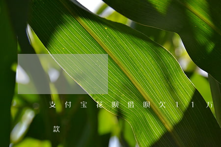 支付宝花呗借呗欠11万(支付宝花呗借呗欠款)
