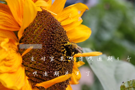 支付宝花呗借呗逾期3个多月 支付宝花呗借呗逾期半年了