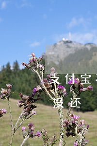 支付宝花呗借呗逾期60天(花呗超过60天没还)