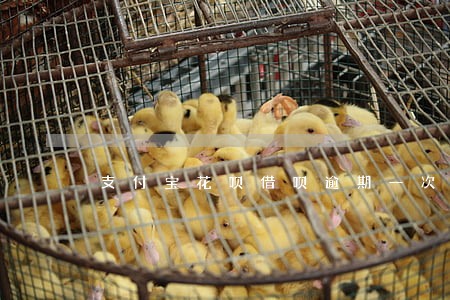 支付宝花呗借呗逾期一次