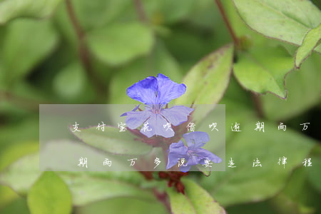 支付宝花呗借呗逾期两万(支付宝花呗借呗逾期两万多说要走法律程序)