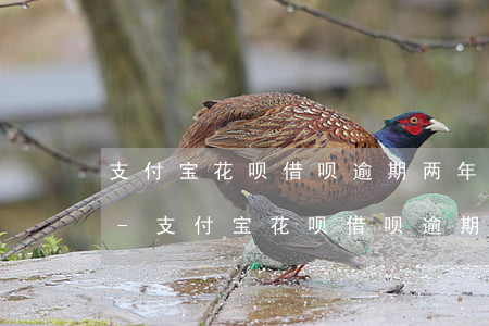 支付宝花呗借呗逾期两年了可以协商还本金-支付宝花呗借呗逾期两年了可以协商还本金吗