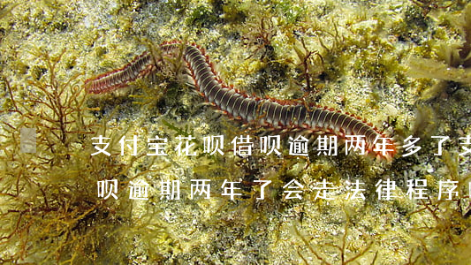 支付宝花呗借呗逾期两年多了(支付宝花呗借呗逾期两年了会走法律程序吗)