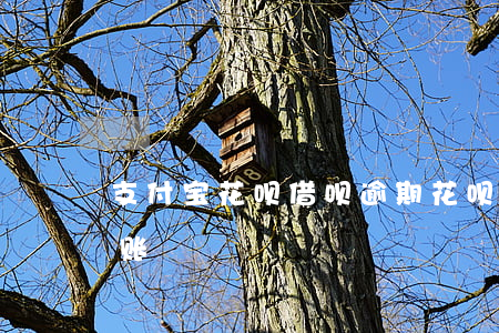 支付宝花呗借呗逾期（花呗借呗逾期支付宝进账）