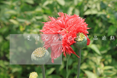 支付宝花呗微贷产品逾期要等多久