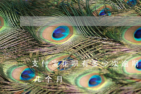支付宝花呗有多少次逾期-支付宝花呗逾期几个月